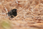 Male Medium Ground-Finch (non-breeding), Isla Lobos, Galapagos