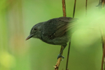 Dusky Antbird (male), Panama
