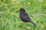 Blackbird