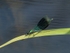 Banded Demoiselle