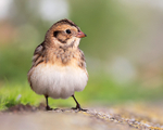 Frontal view of Lapland Bunting