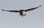 Imperial cormorant building his nest