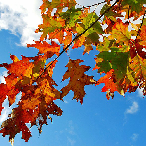 The vivid hues of the Red Oak in autumn.
