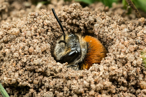 [i]Andrena haemorrhoa[/i] female emerging from a nest hole. Staffordshire garden, April 2015.
