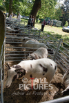 North Show_2014-24