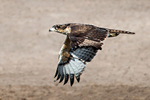 African Hawk Eagle