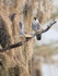 Peregrine Falcon, Blue Cypress Lake, Florida