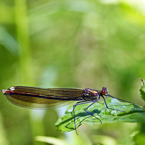 Like a gemstone with wings, these large members of the damselfly suborder are always aglitter with metallic hues and…