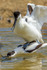 avocet Recurvirostra avosetta-5598