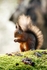 Red Squirrel 4