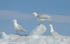 Glaucous Gull