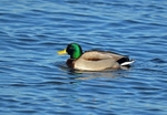 Mallard
