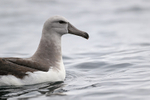 Salvin's Albatross (immature) close view, Pacific Ocean, Chile