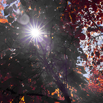 Autumn foliage