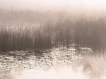 Rankin River-September Fog
