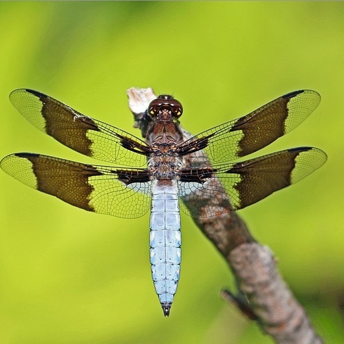 The contrasting combination of a powder blue abdomen and checkered wings makes unique this very attractive North Amer…