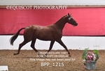 BPP_1215