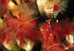 Serpula vermicularis
