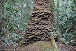 Termites