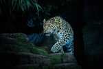 Amur Leopard-RLP_0321