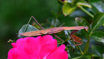 Mr. Mantis