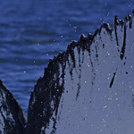 Humpback Whale Megaptera novaeangliae tail macro
