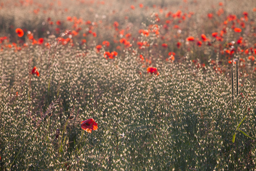 Poppies in amongst the crops. As always no crops were damaged when taking this shot.
