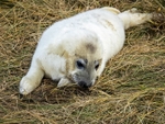 Atlantic Grey Seal