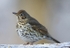 Song Thrush