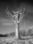 Tree Study in Infrared #4