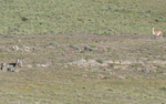 Amarga