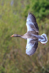 greylag goose Anser anser-5581