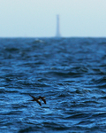 Manx Shearwaters in flight near the Bishop Rock Lighthouse