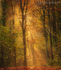 Autumn In Sussex