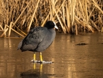 Coot