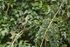 White-naped Brushfinch, Boquete, Panama
