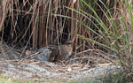 Swamp Francolin