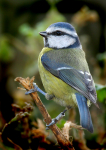 Blue Tit