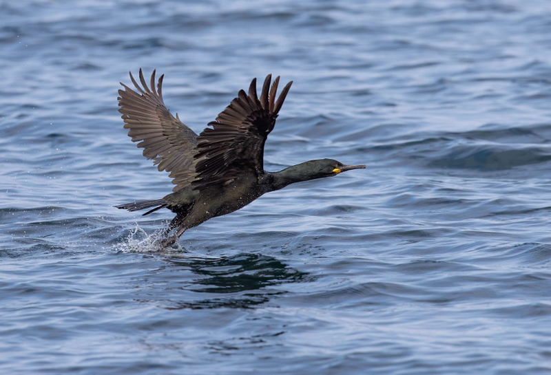 European Shag - Isle of Skye - Scotland