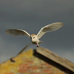 Barn Owl in flight