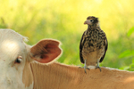 Yellow-headed Caracara (juvenile) perched on the back of a cow