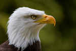 American Bald Eagle