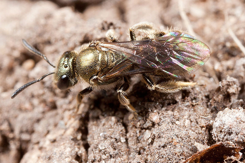 Lasioglossum smeathmanellum