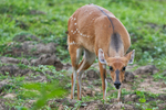 Inquisitive Bushbuck