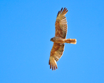 Swamp Harrier portfolio