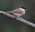 Marsh Tit