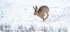 Brown Hare (Lepus europaeus) running in the snow 2