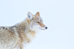 Coyote, snow background, Hayden Valley, Yellowstone National Park