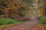 Down the Forest Track