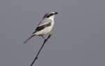 Female Northern Grey Shrike.